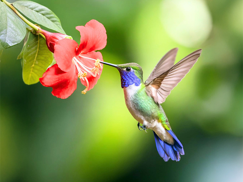 colibri